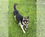 Small German Shepherd Dog