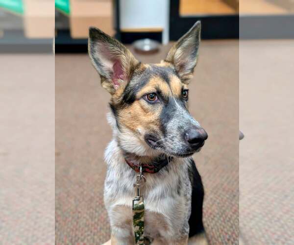 Medium Photo #3 Mutt Puppy For Sale in Paso Robles, CA, USA