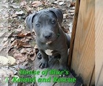 Small #7 American Pit Bull Terrier