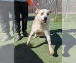 Small #2 Golden Labrador