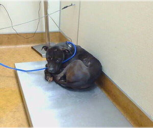 Medium Photo #1 Mutt Puppy For Sale in Sacramento, CA, USA