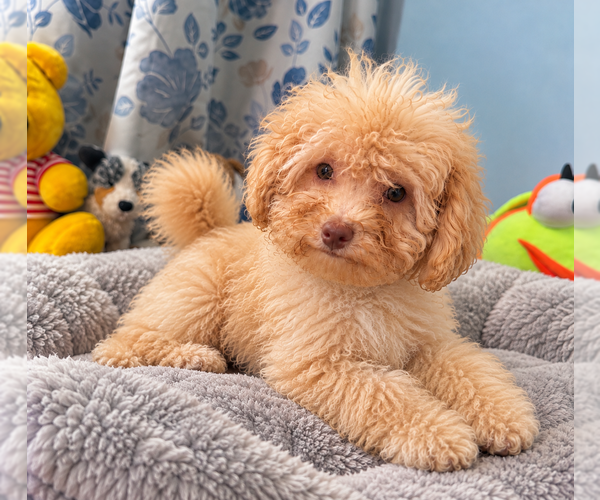 Medium Photo #37 Bichpoo Puppy For Sale in DURHAM, CT, USA