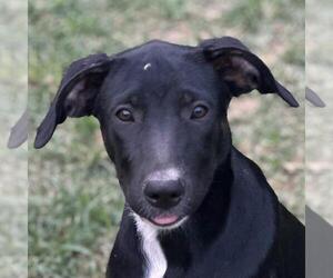German Shepherd Dog-Unknown Mix Dogs for adoption in Yardley, PA, USA