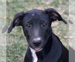 Small German Shepherd Dog Mix