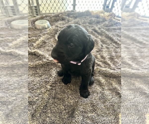Medium Photo #44 Labradoodle Puppy For Sale in KIRKSVILLE, MO, USA