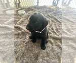 Small #6 Labradoodle