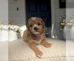 Small #3 Poodle (Miniature)