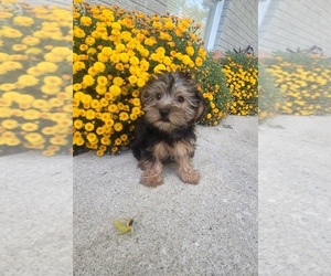 Yorkshire Terrier Puppy for sale in INDIANAPOLIS, IN, USA