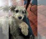 Major - Male Yo-Chon Puppy for Sale - Photo #2
