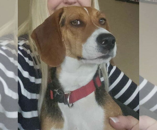 Medium Photo #3 Beagle-Unknown Mix Puppy For Sale in Westwood, NJ, USA