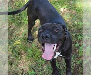 Boxador Dogs for adoption in Murfreesboro, TN, USA