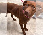 Small #2 Labrador Retriever Mix