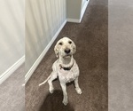Small Photo #1 Goldendoodle Puppy For Sale in QUEEN CREEK, AZ, USA