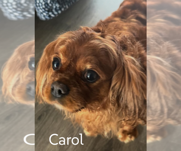 Medium Photo #1 Cavalier King Charles Spaniel Puppy For Sale in Sioux Falls, SD, USA