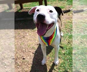 American Staffordshire Terrier-Unknown Mix Dogs for adoption in San Antonio, TX, USA