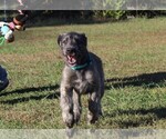 Small Photo #6 Irish Wolfhound Puppy For Sale in KINGSTON, OH, USA