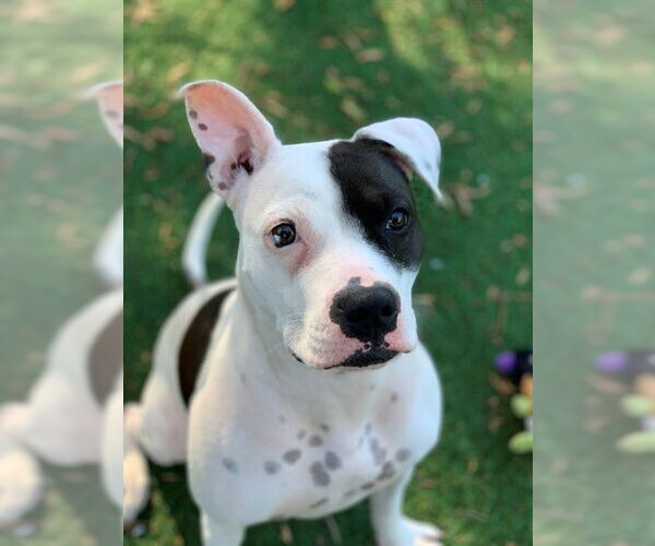 Medium Photo #2 American Pit Bull Terrier-Unknown Mix Puppy For Sale in Fremont, CA, USA