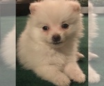 Small Photo #1 Pomeranian Puppy For Sale in COLTON, CA, USA