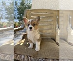 Small #3 Cardigan Welsh Corgi