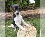 Small #2 Jack-Rat Terrier