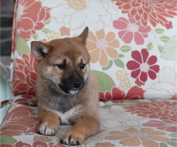Medium Photo #2 Shiba Inu Puppy For Sale in SHILOH, OH, USA