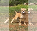 Small #9 Shepradors