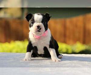 Boston Terrier Puppy for sale in PUYALLUP, WA, USA
