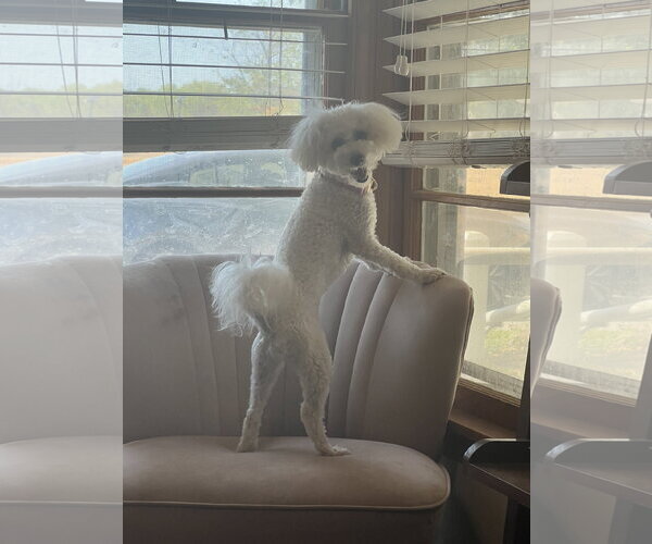 Medium Photo #1 Bichon Frise Puppy For Sale in Bangs, TX, USA