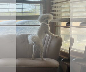 Bichon Frise Dogs for adoption in Bangs, TX, USA