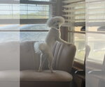 Mila - Female Bichon Frise Dog for Adoption - Small photo
