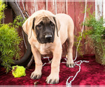 Small Photo #4 Mastiff Puppy For Sale in WAKARUSA, IN, USA