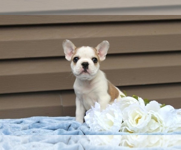 Medium Photo #2 French Bulldog Puppy For Sale in LIBERTY, KY, USA