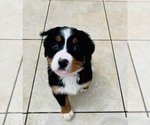 Small Photo #7 Bernese Mountain Dog Puppy For Sale in VISALIA, CA, USA