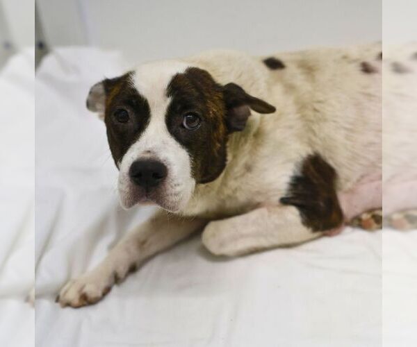 Medium Photo #1 American Staffordshire Terrier-Unknown Mix Puppy For Sale in San Antonio, TX, USA