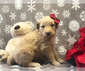 Goldendoodle Puppy for sale in CLAY, PA, USA