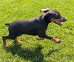 Puppy Charlie Doberman Pinscher