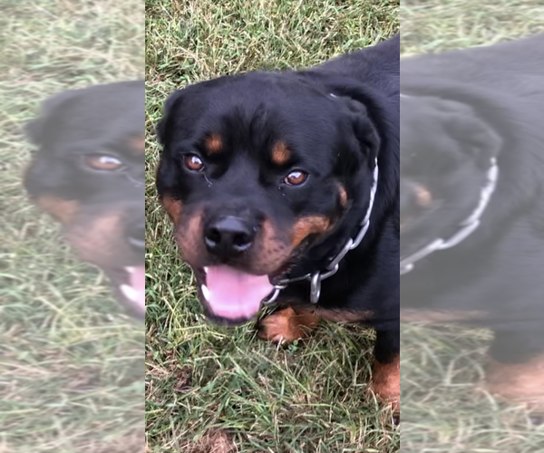 Medium Photo #11 Rottweiler Puppy For Sale in VONORE, TN, USA