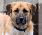Small Anatolian Shepherd
