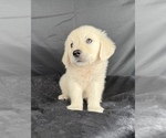 Small #5 English Cream Golden Retriever