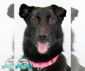 Border Collie-Unknown Mix Dogs for adoption in Kennesaw, GA, USA