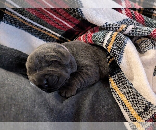 Medium Photo #23 Labrador Retriever Puppy For Sale in PALMYRA, VA, USA