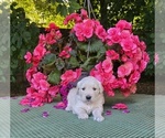 Puppy Pink Golden Retriever