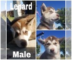 Small Photo #3 Alaskan Husky Puppy For Sale in LAKEFIELD, MN, USA