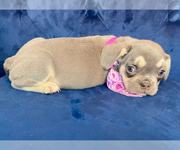 Medium Photo #7 French Bulldog Puppy For Sale in ENCINO, CA, USA