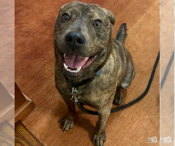 Medium Photo #6 Mutt Puppy For Sale in Washington, DC, USA