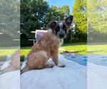 Small #1 Mutt