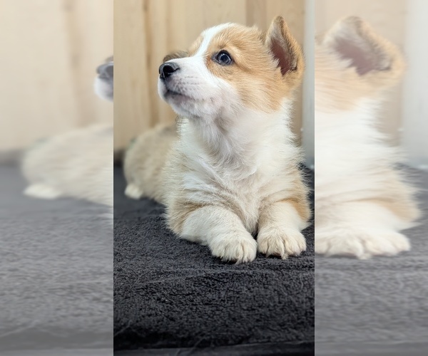 Medium Photo #5 Pembroke Welsh Corgi Puppy For Sale in GOSHEN, IN, USA