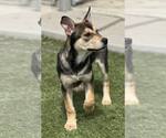 Small #2 Mutt