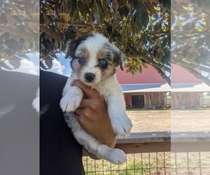 Australian Shepherd Puppy for sale in SPENCER, TN, USA