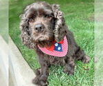 Small #1 Cocker Spaniel
